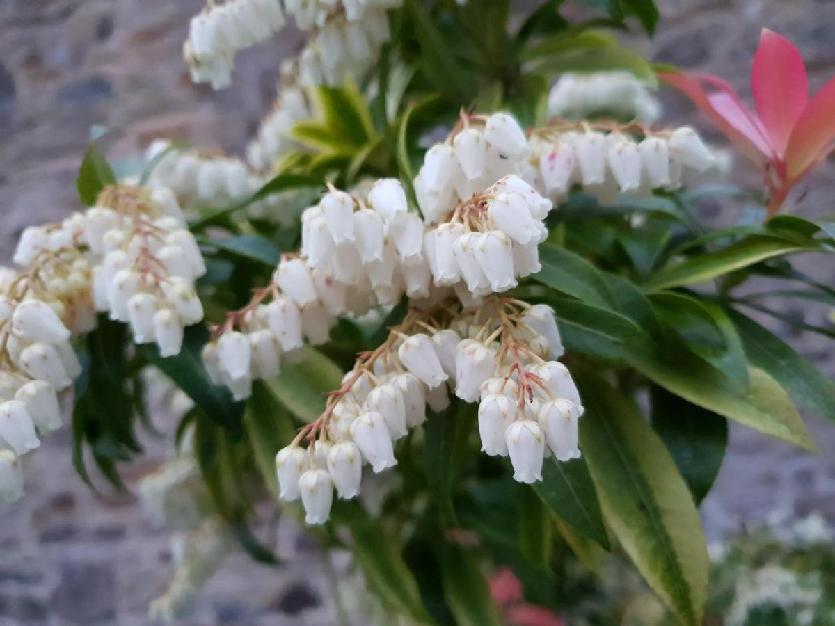 לינה וארוחת בוקר Saint-Aignan  Couloumine Breizh מראה חיצוני תמונה