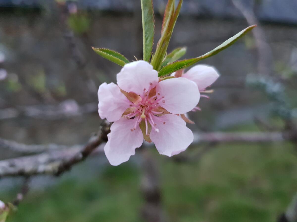 לינה וארוחת בוקר Saint-Aignan  Couloumine Breizh מראה חיצוני תמונה