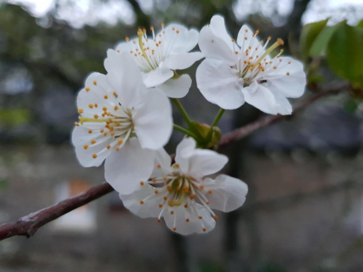 לינה וארוחת בוקר Saint-Aignan  Couloumine Breizh מראה חיצוני תמונה