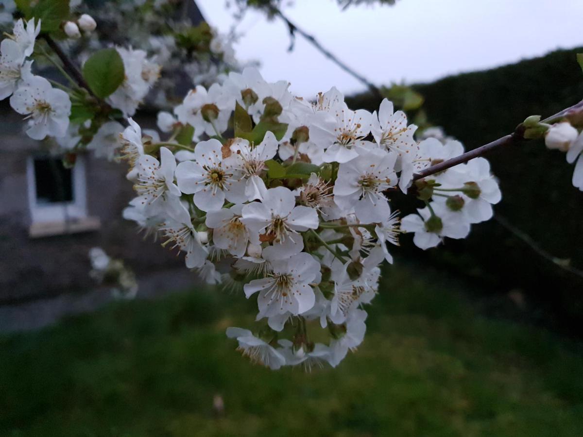 לינה וארוחת בוקר Saint-Aignan  Couloumine Breizh מראה חיצוני תמונה